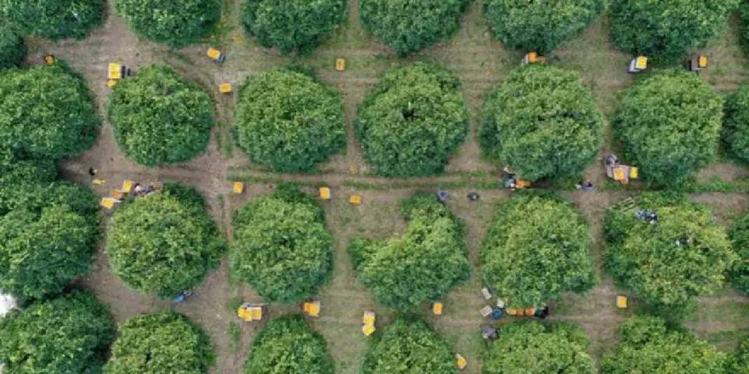 Sabah mesai başlıyor, tek tek toplanıyor! Kilosu 15 TL: Günlük ürün 500 tonu geçiyor 3